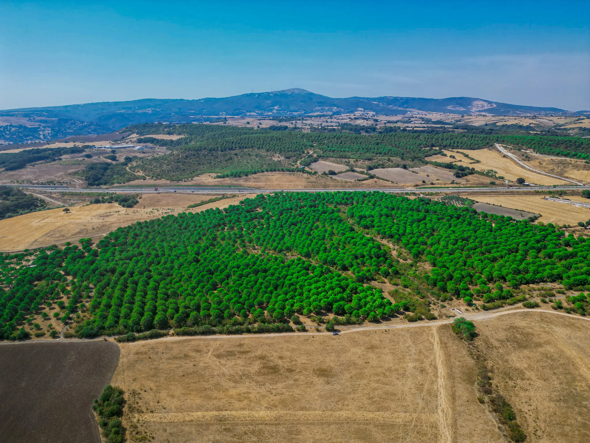 Balıklıdere arsa projesinin zengin florası; bölgeye özgü bitki örtüsü ve bozulmamış doğal yaşam dokusu.